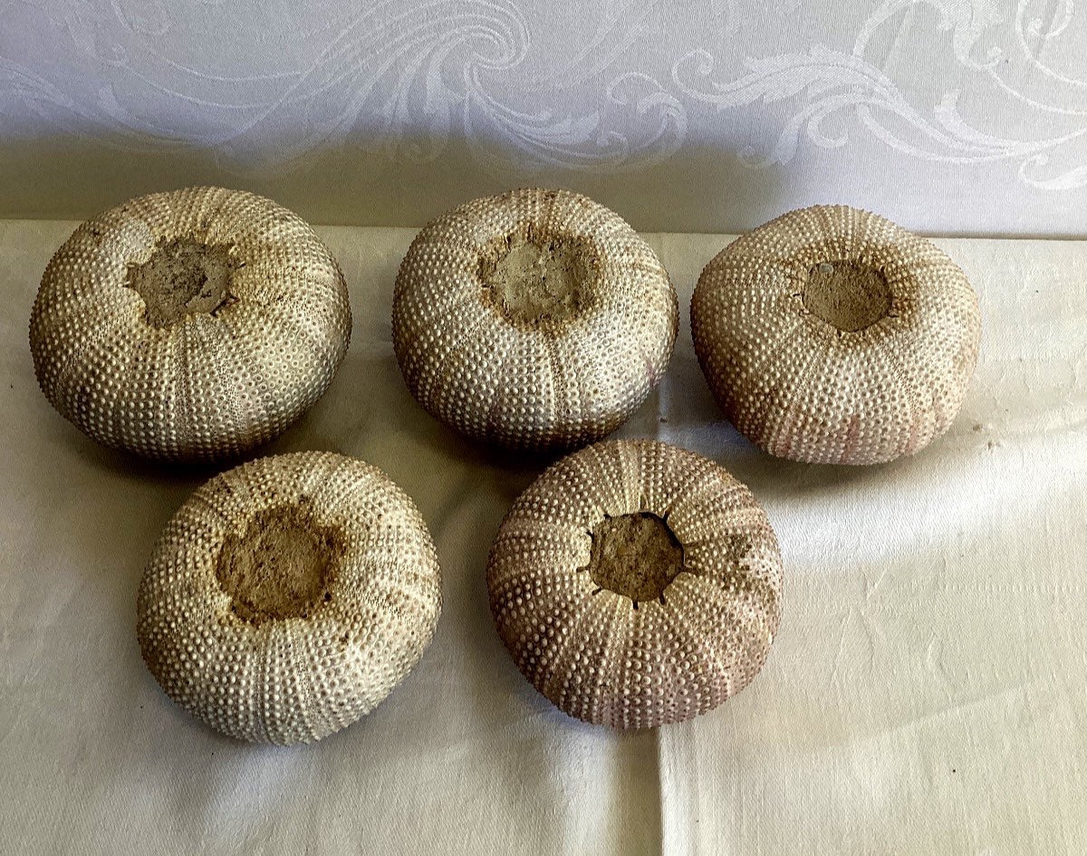 5x Seeigel Gehäuse Schale Natur Deko Maritime Dekoration Strand Sammlung