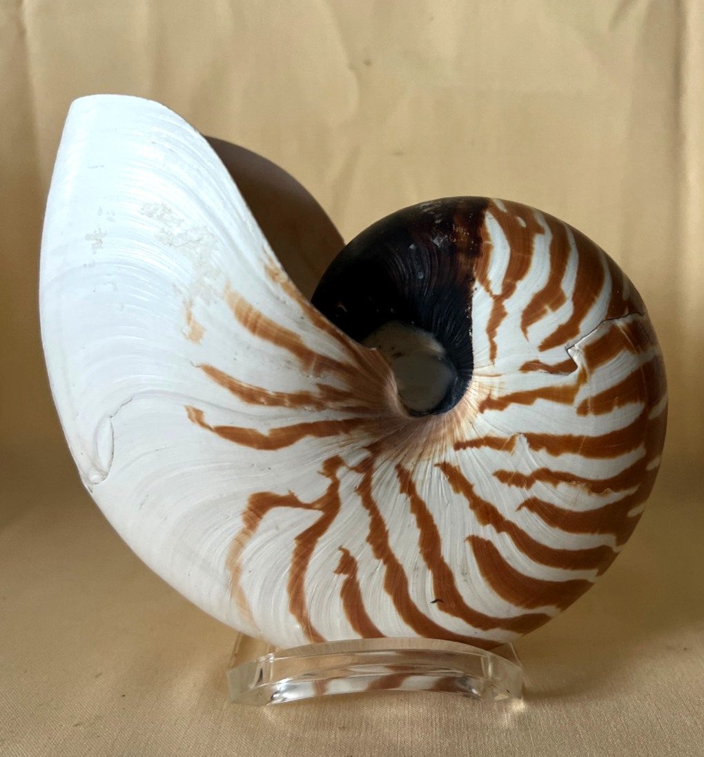 Nautilus - Muschel, Meeresschnecke, bis 16 cm Deko