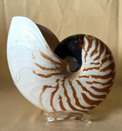 Nautilus - Muschel, Meeresschnecke, bis 16 cm Deko
