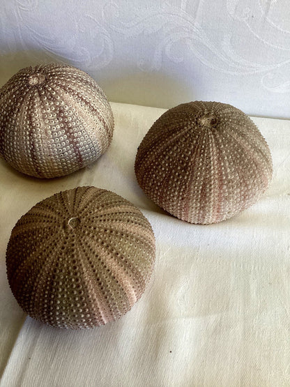 5x Seeigel Gehäuse Schale Natur Deko Maritime Dekoration Strand Sammlung