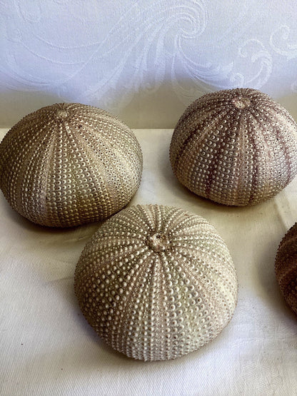 5x Seeigel Gehäuse Schale Natur Deko Maritime Dekoration Strand Sammlung