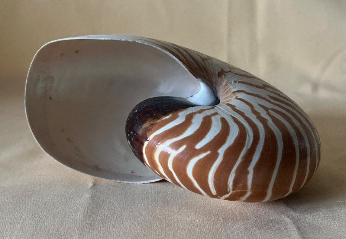 Nautilus - Muschel, Meeresschnecke, bis 16 cm Deko