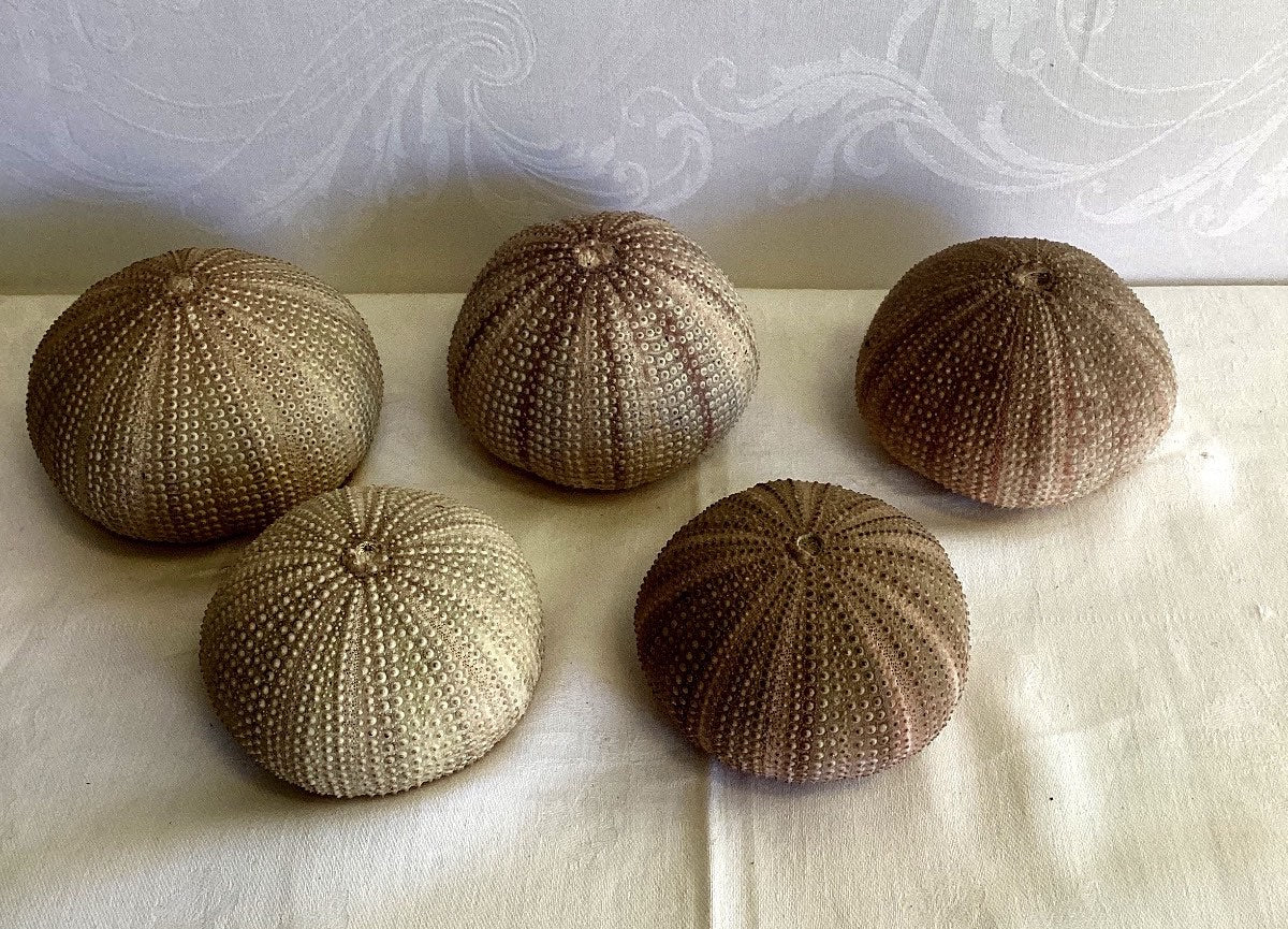 5x Seeigel Gehäuse Schale Natur Deko Maritime Dekoration Strand Sammlung