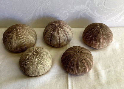 5x Seeigel Gehäuse Schale Natur Deko Maritime Dekoration Strand Sammlung