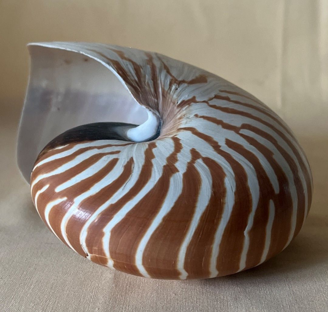 Nautilus - Muschel, Meeresschnecke, bis 16 cm Deko