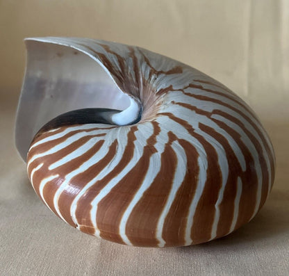 Nautilus - Muschel, Meeresschnecke, bis 16 cm Deko