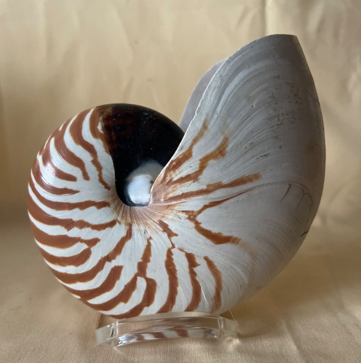 Nautilus - Muschel, Meeresschnecke, bis 16 cm Deko