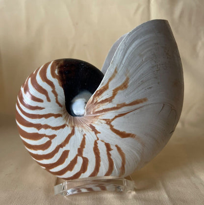 Nautilus - Muschel, Meeresschnecke, bis 16 cm Deko