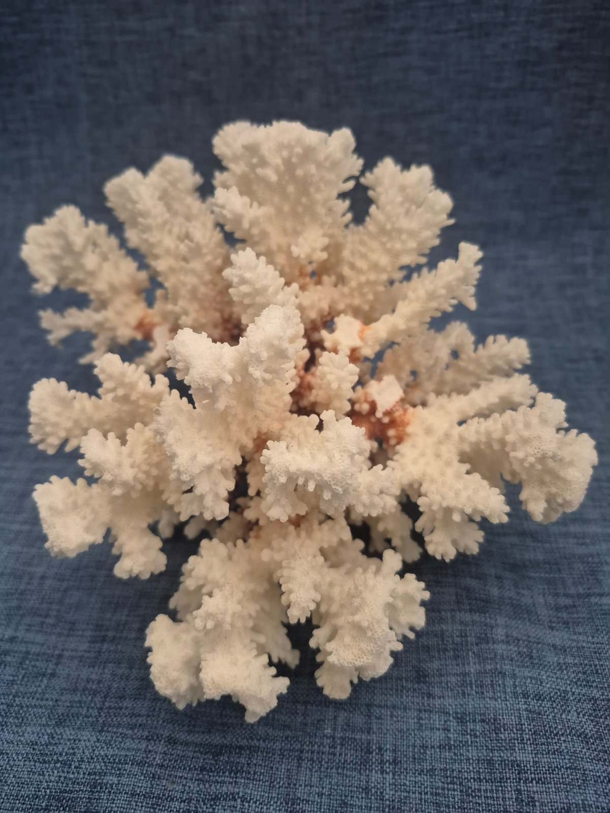 Echte Weißkoralle Naturkoralle Deko Maritim Meereskoralle weiß groß 850 g