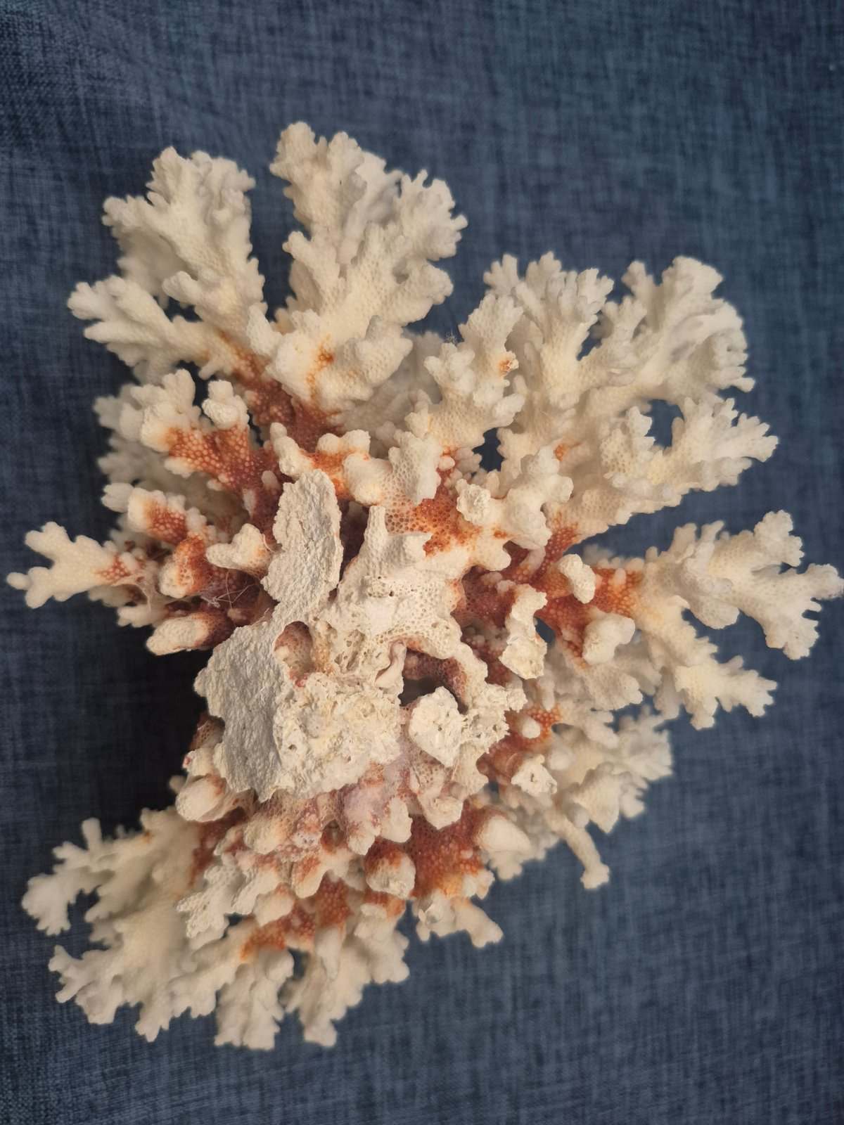 Echte Weißkoralle Naturkoralle Deko Maritim Meereskoralle weiß groß 850 g